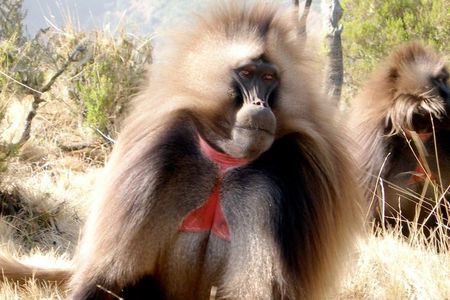 Day Trip From Addis Ababa To Debre Libanos & Blue Nile Gorge