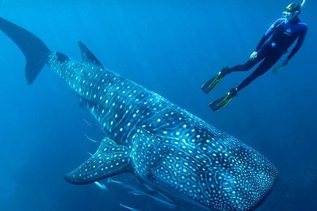 Whale Shark Adventure