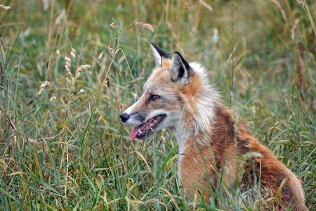 Fox Encounter for 2 people and park entry