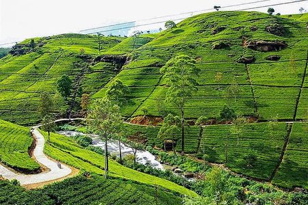 Day Tour to Nuwara Eliya from Kandy by Lux Tours Lanka