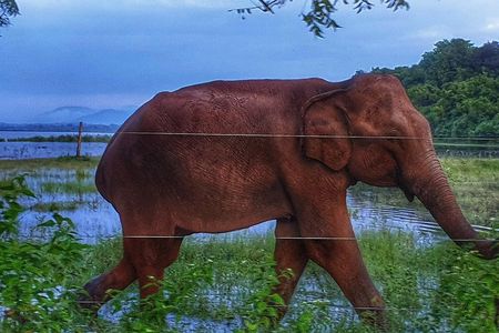 Udawalawe National Park Best Private Safari