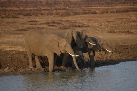 5 Days Safari- Mikumi, Ruaha National Park And Udzungwa National Park.