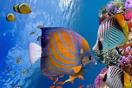 Luxor to Red Sea Hurghada - Full Day Tour Snorkeling Adventure