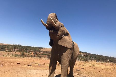 Pilanesberg camping Safari from Johannesburg