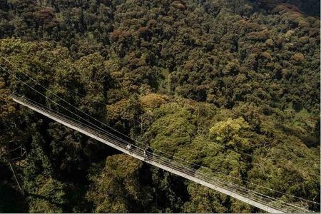 1 Day Canopy Walk Adventure in Nyungwe Forest National Park