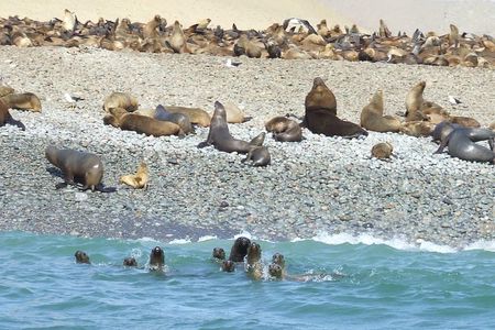 Paracas Full Day: Islas Ballestas, National Park and Sandboarding in Paracas