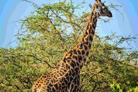 Nairobi National Park Safari