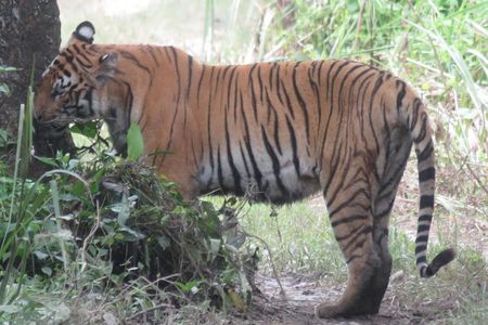 Mission Tiger, 4 days tour inside Chitwan National Park.