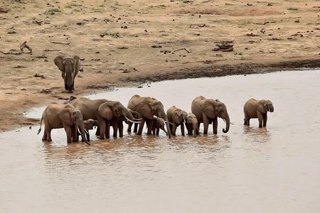 Amboseli Day Excursion