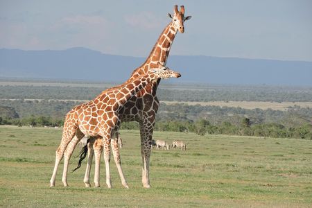 Wildlife safaris and mountain climbing