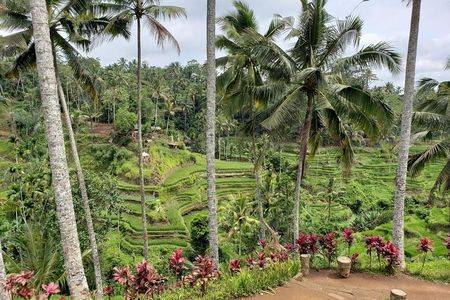 Ubud Private Tour – Best Full-Day All-Inclusive Package