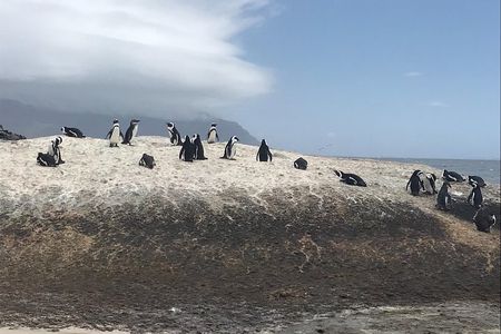 The Penguin Encounter 