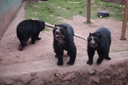 Cusco Santuario de Animales Rescatados en Cusco 