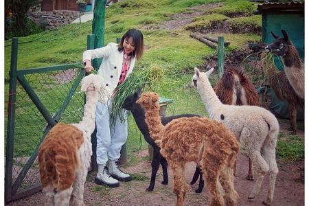 Cusco Santuario de Animales Rescatados Cochahuasi