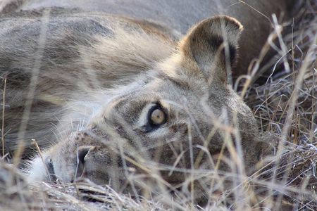 5 Day Kruger National Park tour