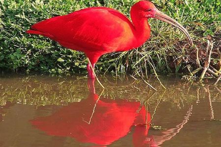 Birdwatching: Mangrove Eco-Boat Tour – Fauna & Flora