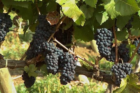 East Kelowna Wine Tour - Classic - 6 Wineries