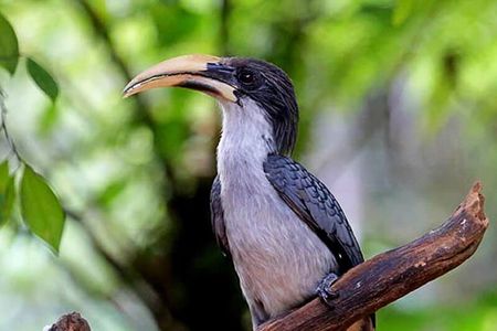 Forest waterfall Wellness Zone & Yoga Meditation,waterfall Bath.