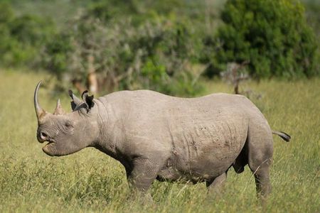 3 Days Olpejeta Wildlife Conservancy Safari