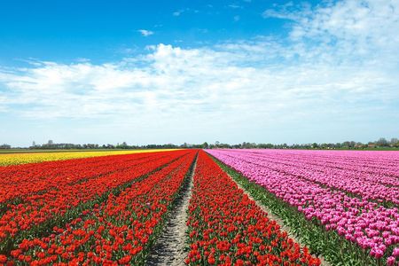 Amsterdam TulipFields of Holland Tour