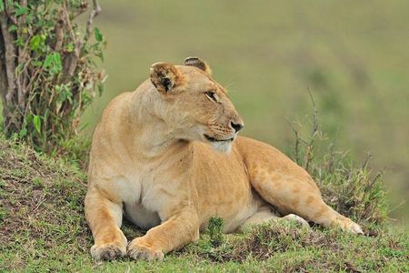 Nairobi National Park Tour