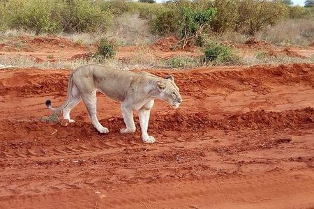 Nairobi National Park Tour- Morning Drive