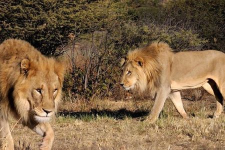 Full day - Hluhluwe Imfolozi Game Reserve 1 Day Tour From Durban