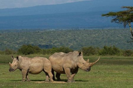  Durban: 2 Days Tala Game Reserve, Natal Lion Park & Sani Pass