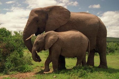 Amboseli National Park: Full Day Tour From Nairobi