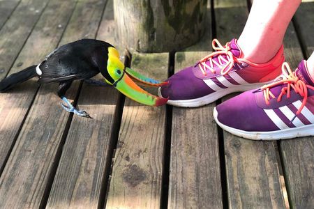 Private Baru Aviary Tour with Lunch Included