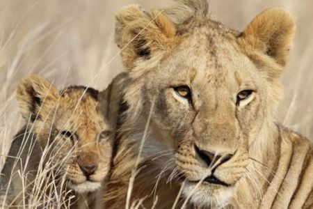 3-Day Masai Mara Private Luxury Safari