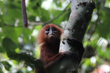  3 Days 2 Nights Tanjung Bulat Jungle Camp With Gomantong cave 