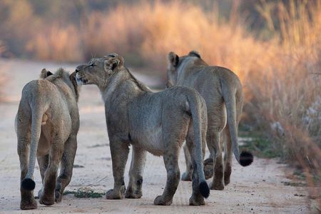 3 Days Tanzania Safari Tarangire, Manyara, & Ngorongoro Crater.