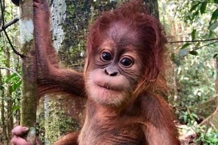 Full-Day Orangutans Adventure in Gunung Leuser