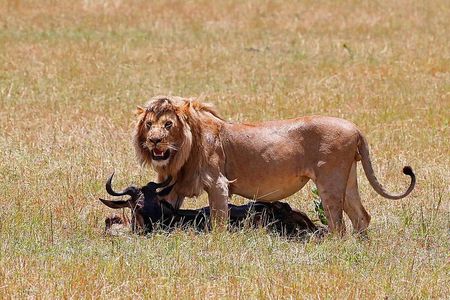Nairobi National Park, Baby Elephant Orphanage and Giraffe Center