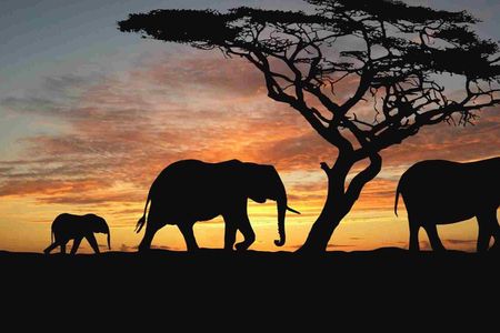 4 Days Camping Safari – Tarangire, Ngorongoro, Manyara, Olduvai Gorge