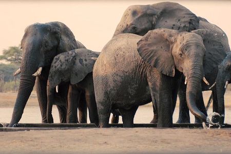 2 Days safari to Mikumi National Park from Dar es salaam