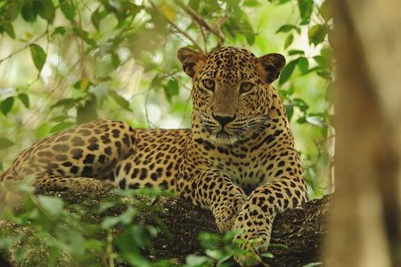 Wilpattu National Park Private Full Day Safari From Negombo