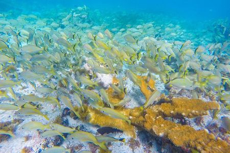 Isla Mujeres Snorkeling Tour Adventure