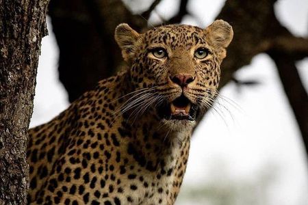 4-Day Safari: Lake Manyara, Serengeti & Ngorongoro