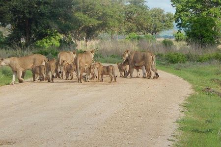 5 Days safari Selous GR and Mikumi NP