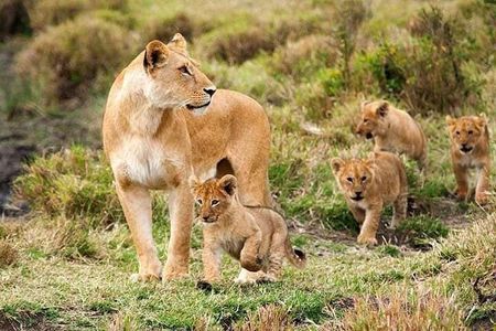 8 Days safari Selous GR / Mikumi NP and Ruaha NP