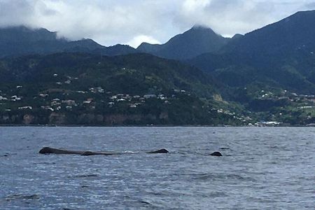 PH Whale Watch & Dolphin Cruise in Dominica 