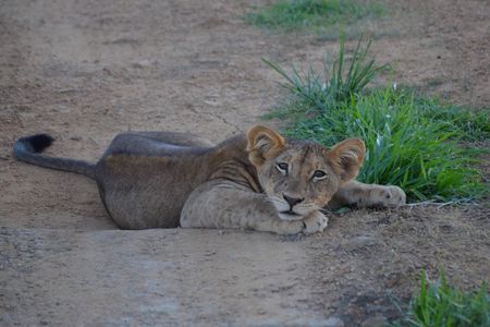 2 Days 1 Night Mikumi National Park from Dar es salaam