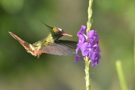Birding in the Rainforest 