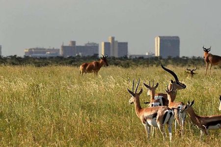 Nairobi National Park Half day Safari with Options