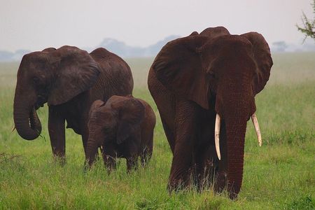4 Days Tanzania Safaris To Tarangire, Serengeti And Ngorongoro Big 5 Safaris