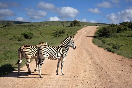 7 Days Mara/L.Naivasha/L.Nakuru/Amboseli
