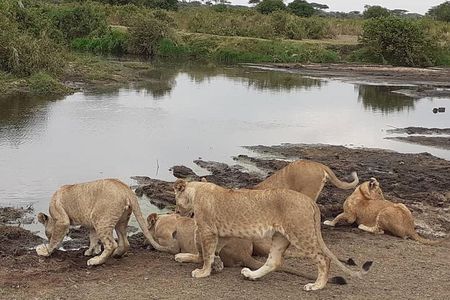 Best of Tanzania 5days 4nights safari