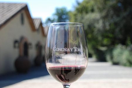 Concha y Toro Vineyard